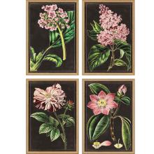 Paragon 13057 - Mauve Botanicals Framed Art, Set of 4, Pink, Gold Frame Color, 17"W 13057