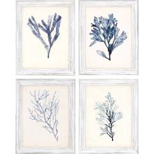 Paragon 13310 - Seaweed Specimens Framed Art, Set of 4, Blue, White Frame Color, 15"W 13310