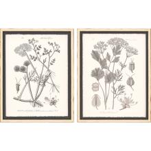 Paragon 13392 - Grey Botanicals I Framed Art, Set of 2, Gray, White Frame Color, 23"W 13392