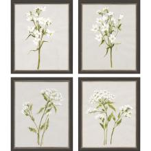 Paragon 14452 - White Field Flowers Framed Art, Set of 4, White, Black Frame Color, 18"W 14452