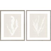 Paragon 14523 - Seaweed Framed Art, Set of 2, White, Silver Frame Color, 26"W 14523