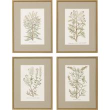 Paragon 14676 - Botanical Plants Framed Art, Set of 4, Green, Gold Frame Color, 20"W 14676