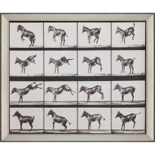 Paragon 14831 - Bucking and Kicking Framed Art, Black, Silver Frame Color, 44"W 14831