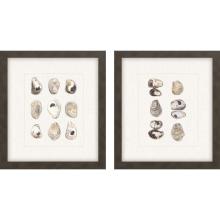 Paragon 15283 - Shell Series Framed Art, Set of 2, Beige, Brown Frame Color, 16"W 15283