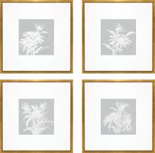 Paragon 15294 - Echinacea Framed Art, Set of 4, Blue, Gold Frame Color, 20"W 15294