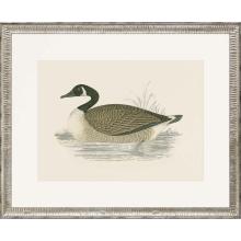 Paragon 15307 - Canada Goose Framed Art, Beige, Silver Frame Color, 32"W 15307