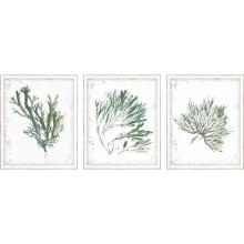 Paragon 15425 - Emerald Coral I Framed Art, Set of 3, Green, White Frame Color, 18"W 15425