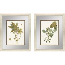 Paragon 15587 - Botanical Leaf I Framed Art, Set of 2, Green, Gold Frame Color, 21"W 15587