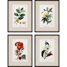 Paragon 31095 - Tropical Botanical II Framed Art, Set of 4, Green, Black Frame Color, 20"W 31095