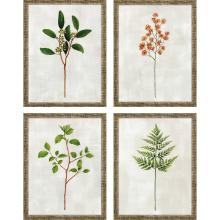 Paragon 31104 - Botanical I Framed Art, Set of 4, Green, Gold Frame Color, 13"W 31104