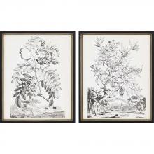 Paragon 3472 - Botanicals I Framed Art, Set of 2, Black, Black Frame Color, 18"W 3472