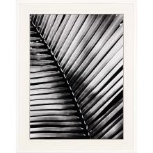 Paragon 6695 - Palm Frond I Framed Art, Black, White Frame Color, 39"W 6695