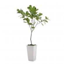 John-Richard JRB-4657 - Tarro Fig Tree Botanical, Green, White Planter, 48&34;W JRB-4657