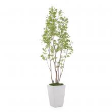 John-Richard JRB-4662 - Amur Maple Botanical, Green, White Planter, 48&34;W JRB-4662